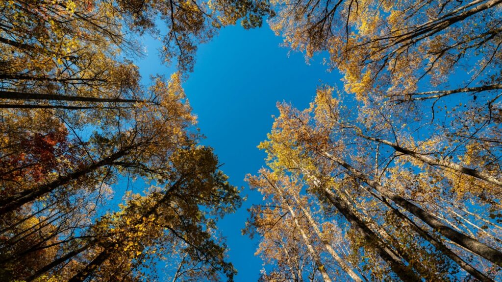 Comment les blogueurs Facebook du Niger collaborent avec les annonceurs dArabie en 2025