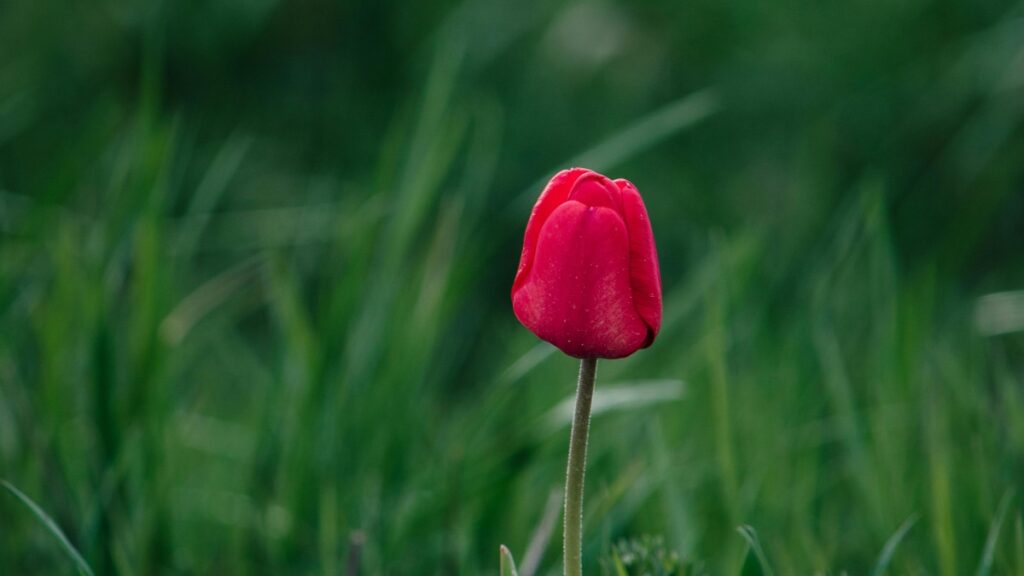 Comment les blogueurs WhatsApp du Niger collaborent avec les advertisers en Indonésie en 2025