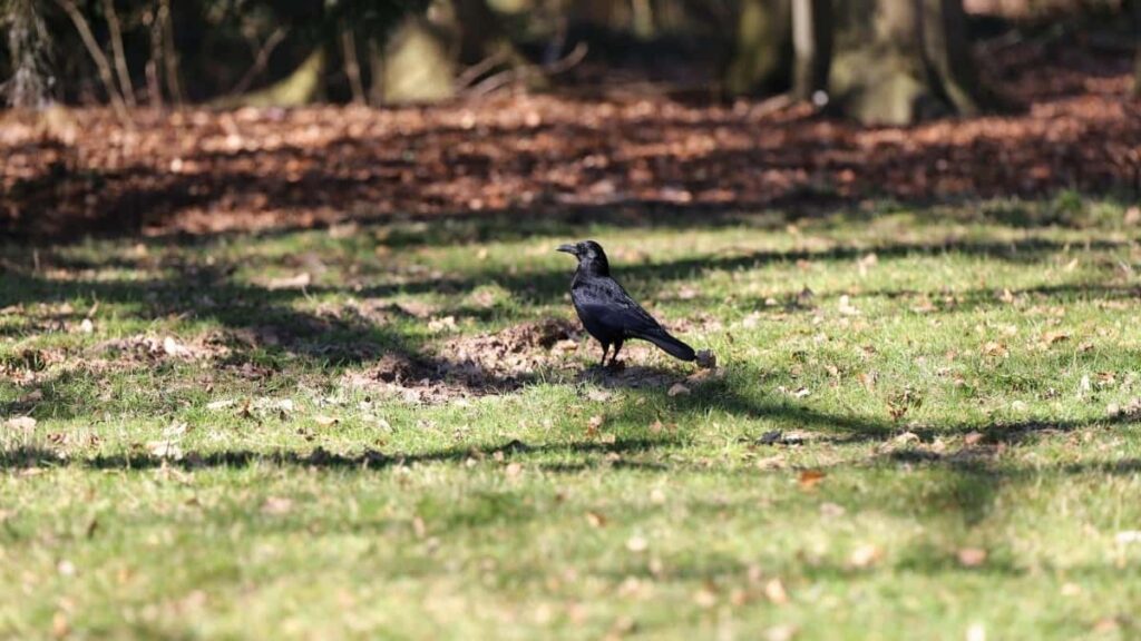 How Niger WhatsApp bloggers can collaborate with Netherlands advertisers in 2025