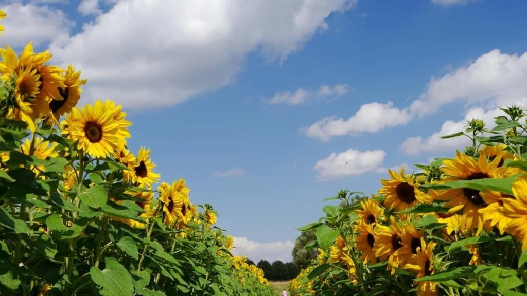 Comment les blogueurs Telegram du Niger collaborent avec les annonceurs Algériens en 2025