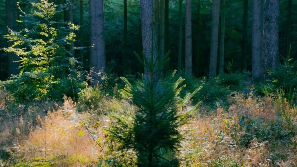 2025 Malaysia Pinterest AllCategory Advertising Rate Card frNE