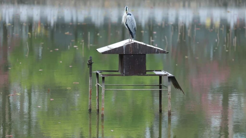 2025 United Arab Emirates WhatsApp All-Category Advertising Rate Card