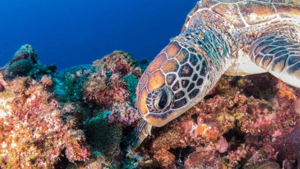 2025 France Telegram AllCategory Advertising Rate Card pour Niger