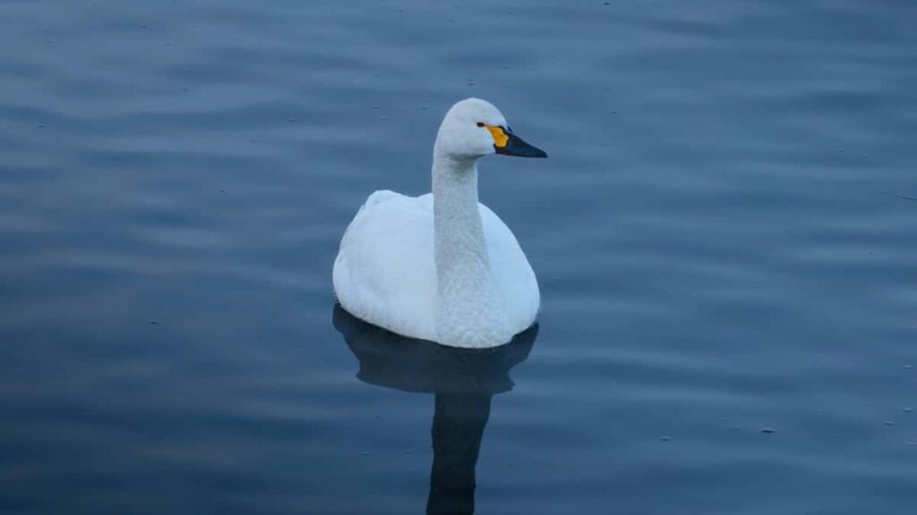 2025 Kuwait TikTok Advertising Rate Card pour Niger