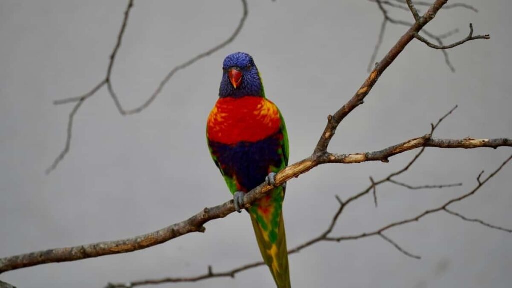 2025 France Pinterest AllCategory Advertising Rate Card pour Niger