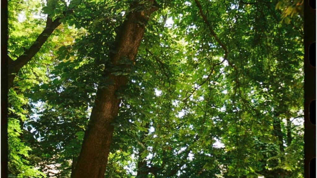 Tarifs Publicitaires Pinterest Canada 2025 Pour Niger