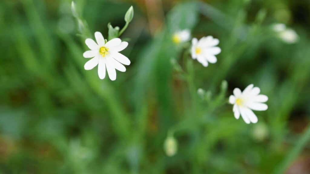 2025 Kuwait LinkedIn Tarifs Publicitaires Tous Catégories Niger