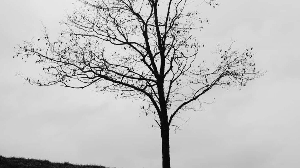 Tarif Publicitaire TikTok Allemagne 2025 pour Niger