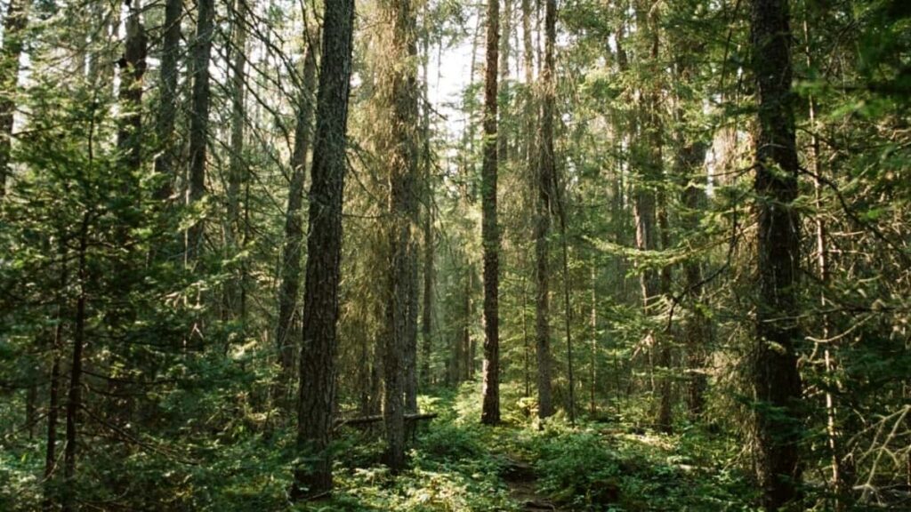 Tarifs Publicitaires Facebook Chine 2025 pour Niger