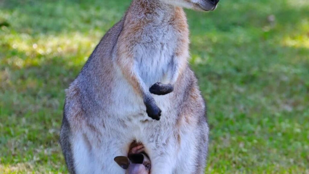 2025 Canada Pinterest All Category Advertising Rate Card pour Niger