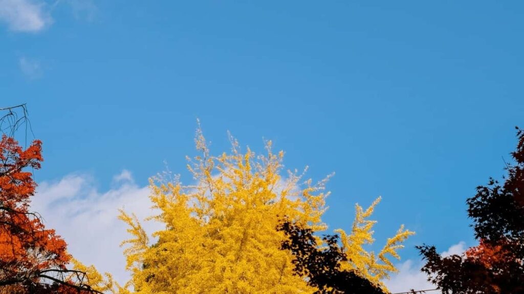 2025 Malaysia TikTok publicité tarifs pour Niger marché