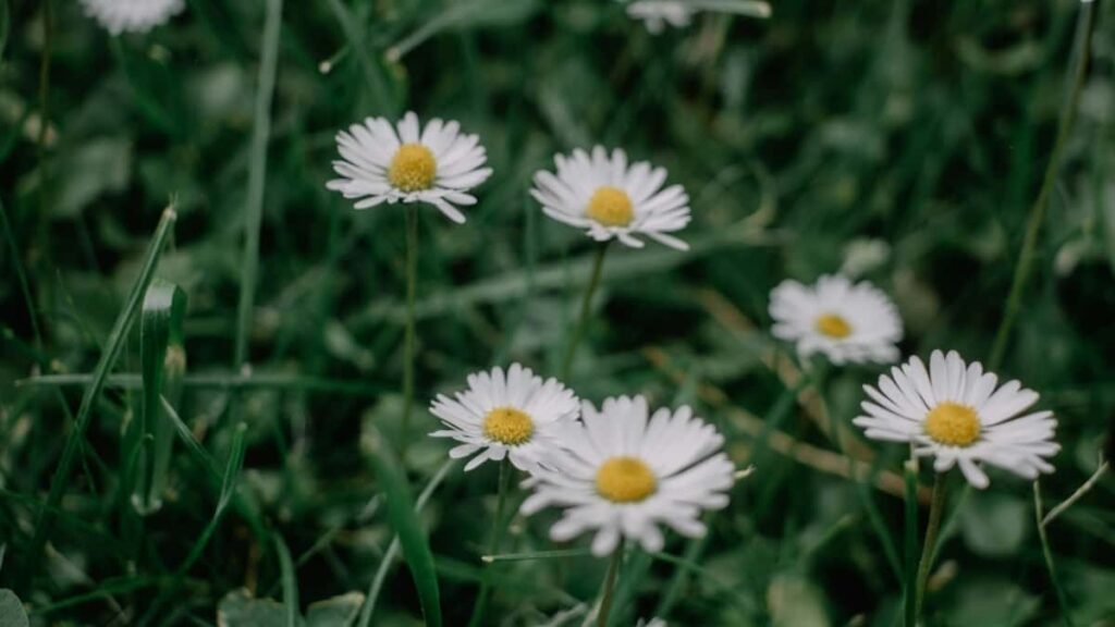 Tarification Publicitaire Instagram Chine 2025 pour Niger