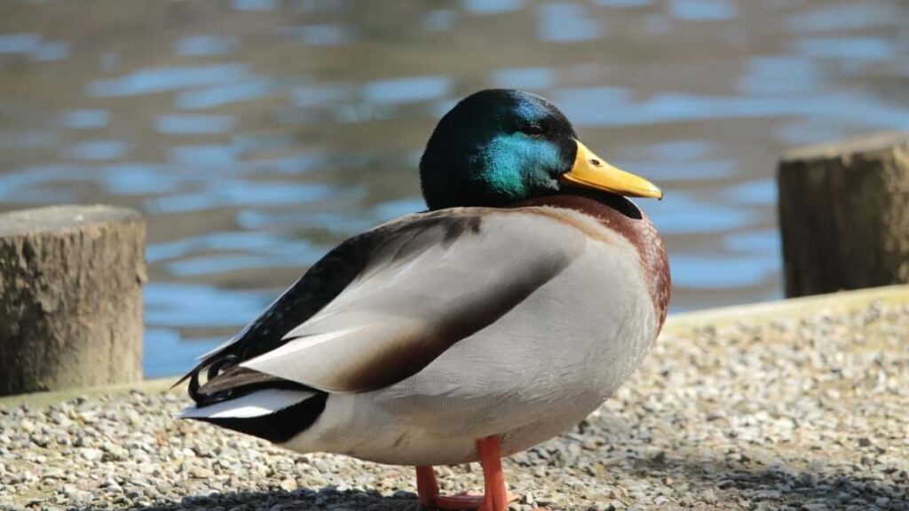 2025 United Kingdom Facebook All Category Advertising Rate Card