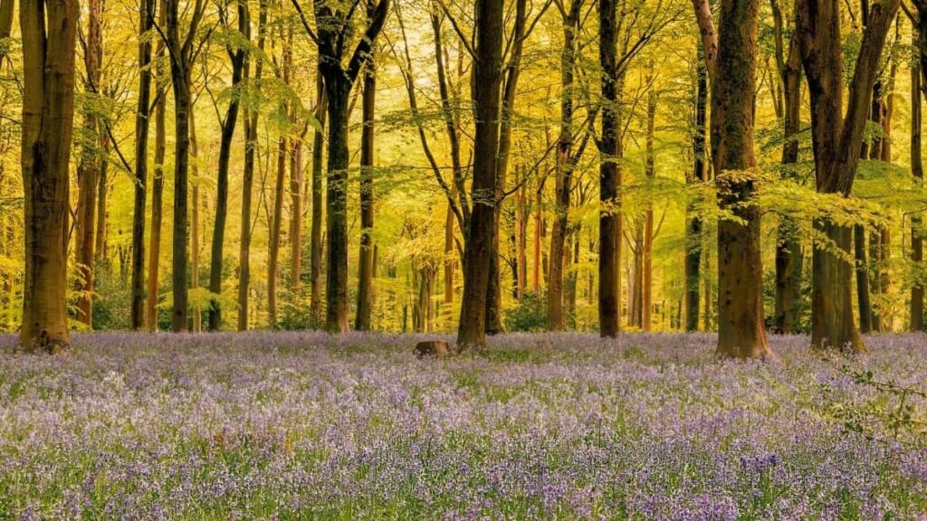 Tarifs Publicitaires LinkedIn Belgique 2025 pour Niger