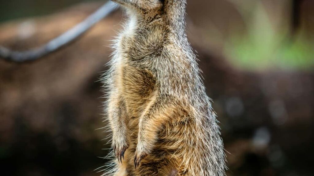 Tarif publicitaire Facebook Espagne 2025 pour Niger