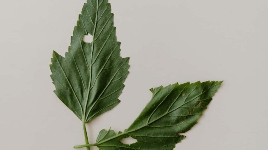 2025 Burkina Faso TikTok tarifs pub tous secteurs Niger