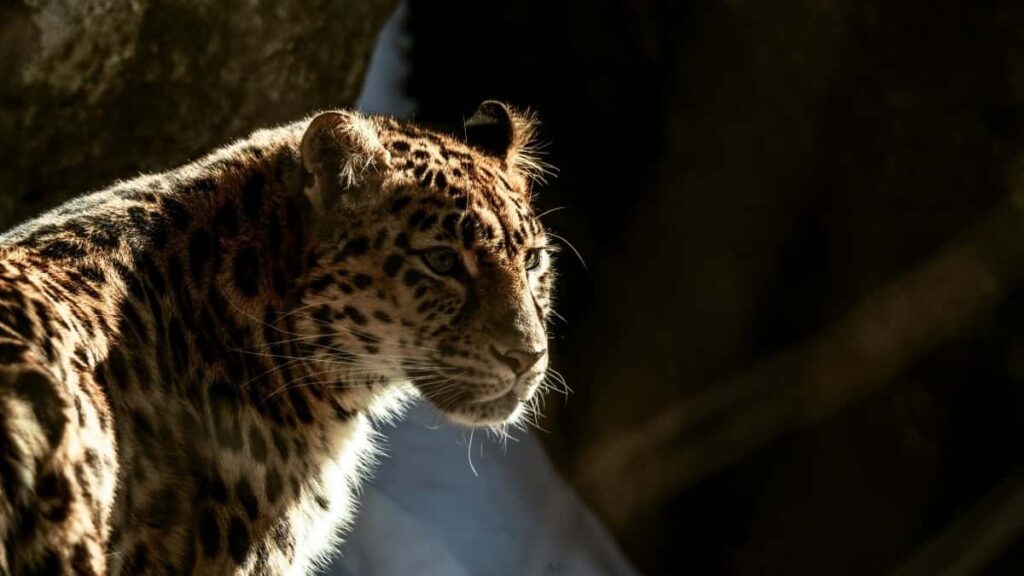 2025 Turkey TikTok tarifs pub pour Niger marché digital