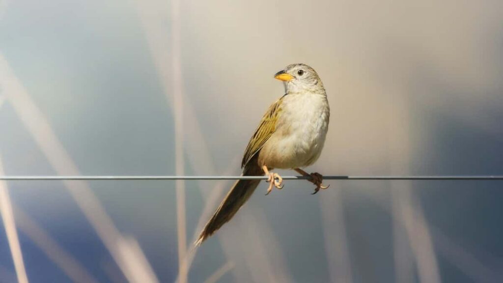 2025 Italy Telegram AllCategory Advertising Rate Card pour Niger