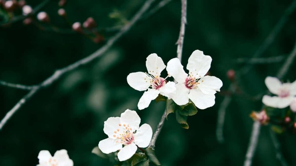 Tarif publicitaire Twitter Kuwait 2025 pour le marché Niger