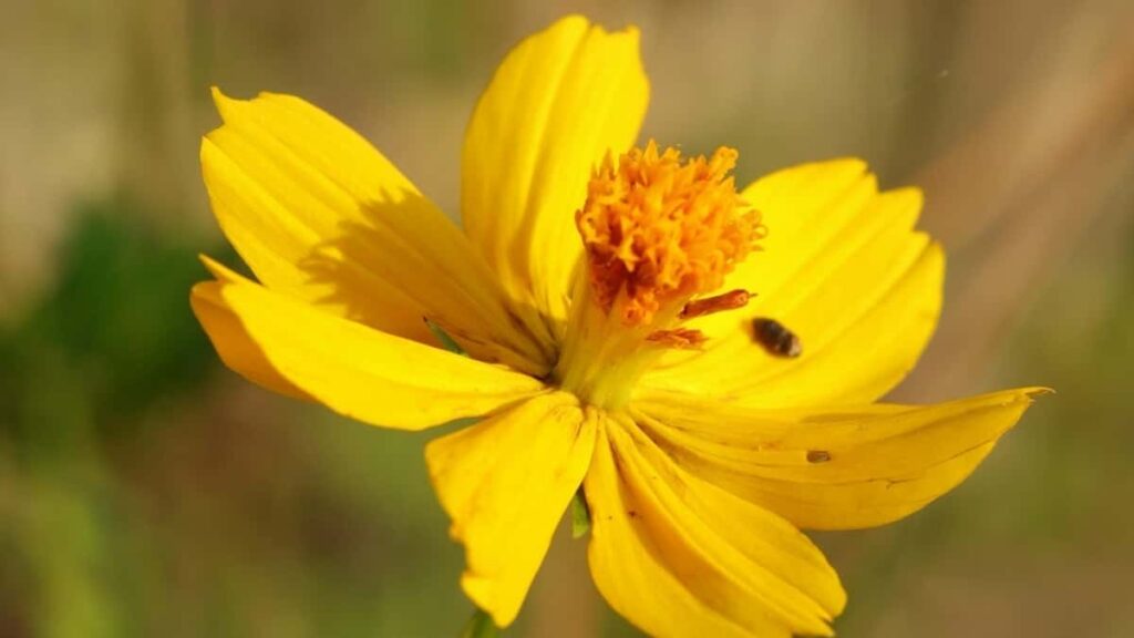 2025 Algeria YouTube AllCategory Advertising Rate Card pour Niger