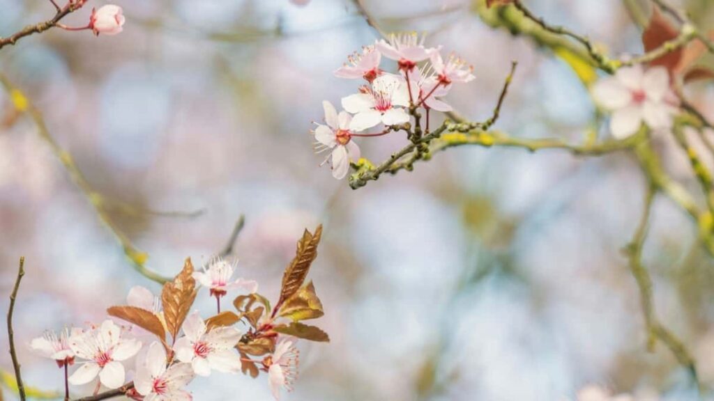 2025 Tarifs Publicitaires TikTok Chine pour le Niger