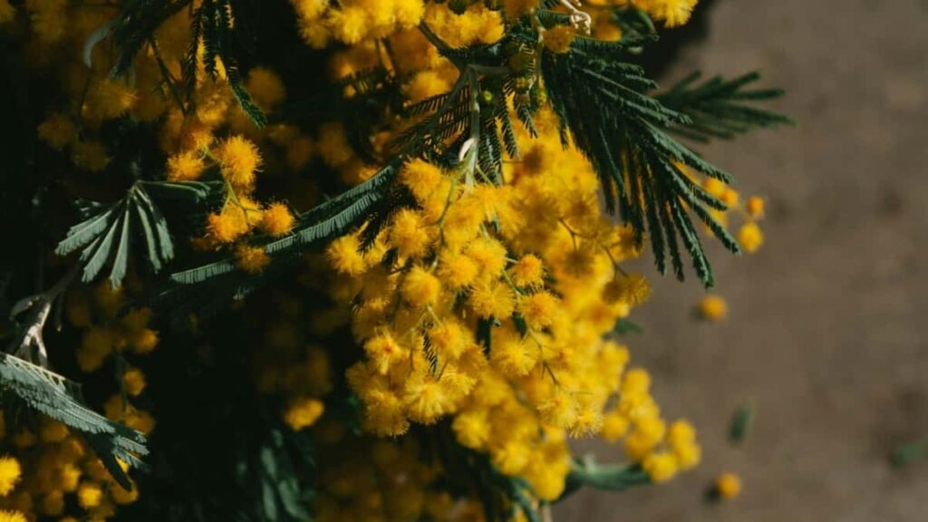 Tarifs Publicitaires Facebook 2025 Niger Tous Catégories