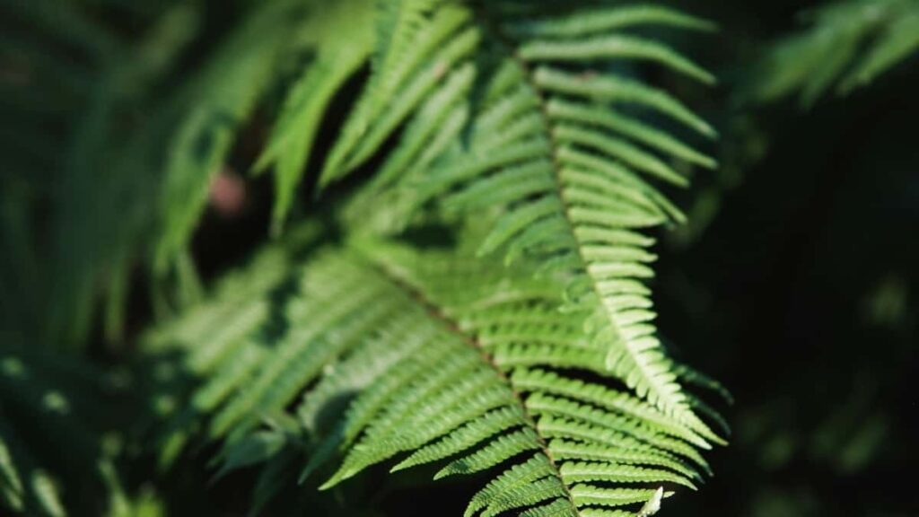 Tarifs Publicitaires Pinterest Qatar 2025 pour Niger