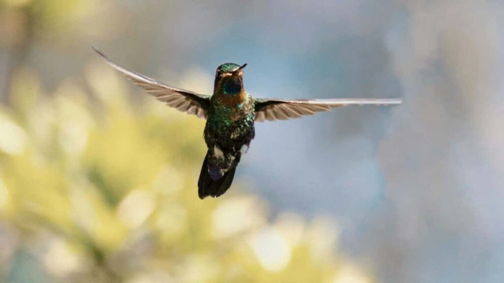 2025 Nigeria Telegram Tout Catégorie Tarifs Publicitaires Niger