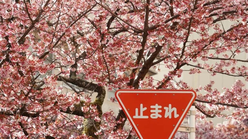 2025 Turkey TikTok Tarif Publicitaire Tous Catégories Niger