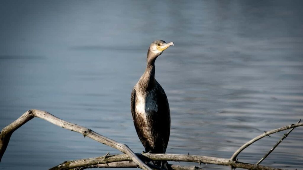 2025 Italy Facebook Tarifs Publicitaires Tous Catégories Niger