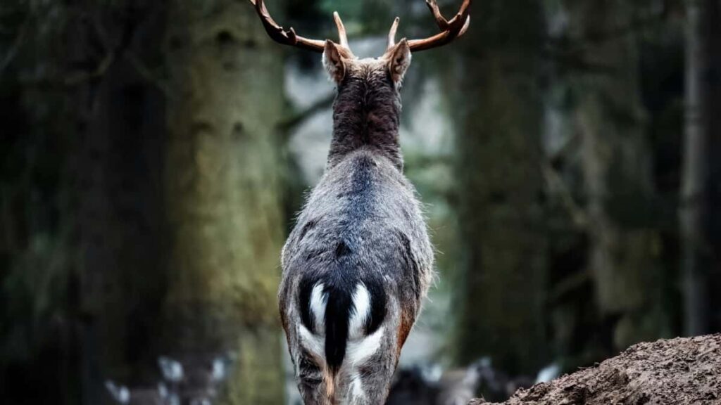 2025 Malaysia TikTok AllCategory Advertising Rate Card pour Niger