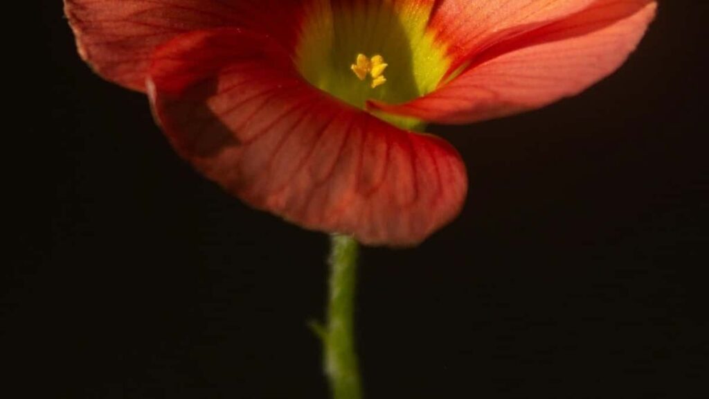 Tarif Publicitaire WhatsApp Qatar 2025 pour Marché Niger