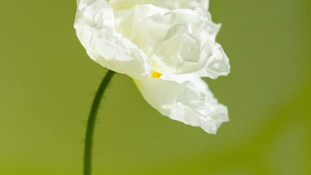 Tarifs Publicitaires Facebook Inde 2025 pour Le Niger