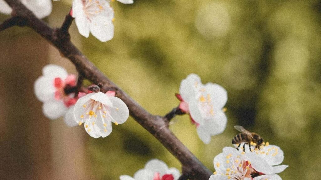 Découvrez comment les créateurs nigériens peuvent tirer parti des collaborations vidéo entre Bilibili et la Lituanie pour booster leur visibilité.