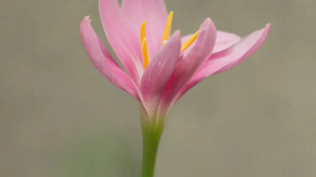 Découvrez comment les créateurs du Niger s'inspirent de Pinterest et de la tendance bolivienne pour valoriser les bénéfices des produits.