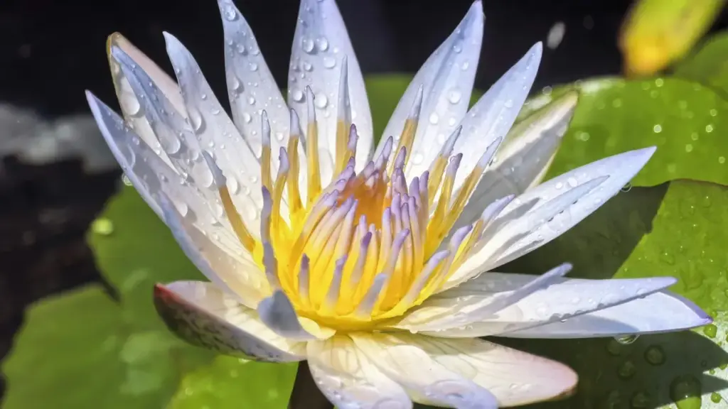 Découvrez comment une marque russe maximise Line pour promouvoir son nouveau produit en 2025.