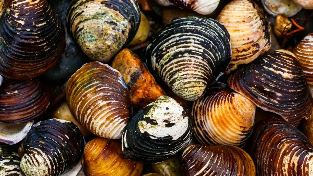 Découvrez comment les marques lancent des défis hashtag sur TikTok Espagne pour booster leur visibilité.