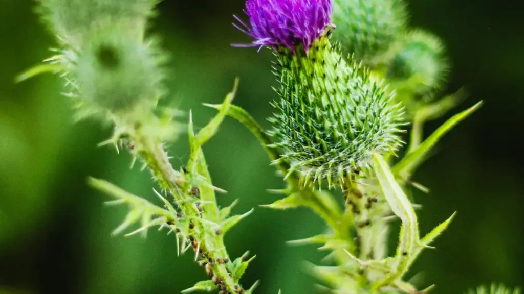 Découvrez pourquoi les marques nigériennes misent sur TikTok Uzbekistan avec des offres mensuelles pour booster leur présence.