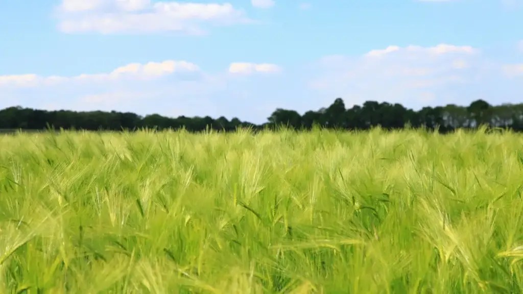 Découvrez comment les marques au Niger utilisent WhatsApp et Malta pour dynamiser la création de contenu UGC efficace.