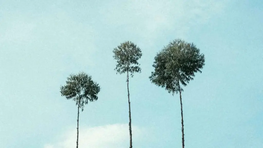 Guide pratique pour les annonceurs au Niger souhaitant collaborer avec des créateurs Bilibili danois en deals à tarif fixe.