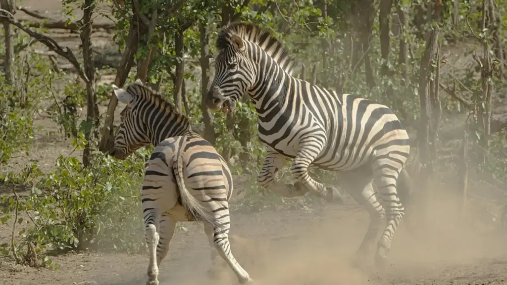 Guide pratique pour les annonceurs nigériens cherchant des créateurs WhatsApp au Kenya afin d’envoyer des PR packages efficaces.