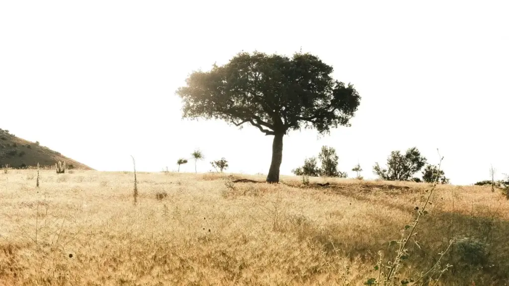 Guide pratique pour créateurs au Niger voulant connecter avec marques marocaines sur eBay et booster leurs vidéos réactions de chansons.