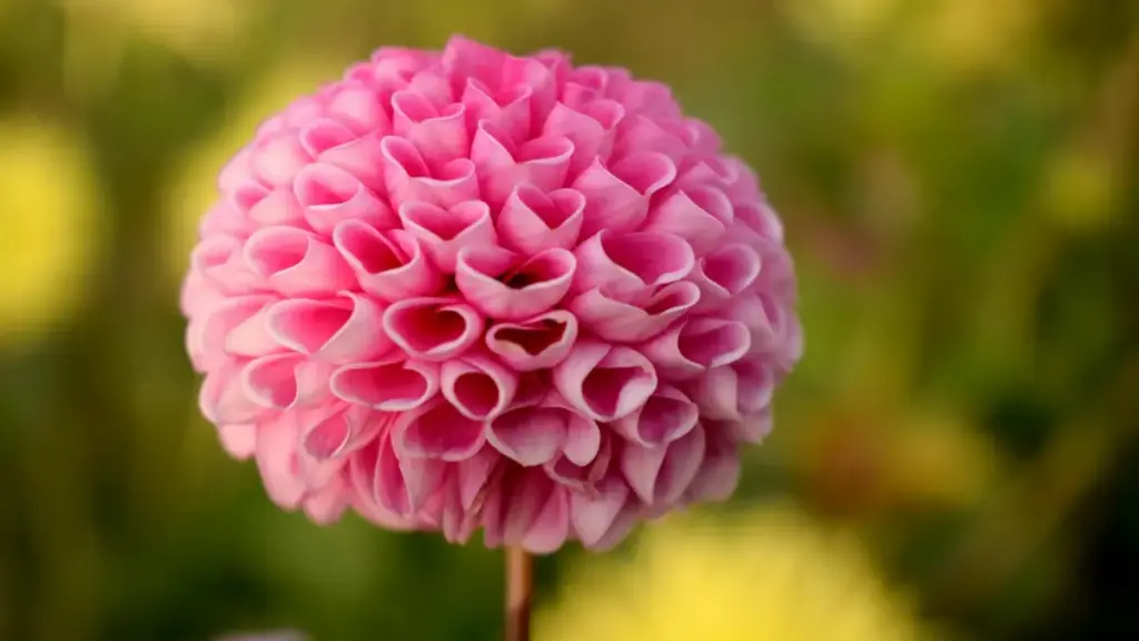 Guide pratique pour créateurs au Niger : comment identifier, approcher et convaincre des marques roumaines sur Shopee pour décrocher un rôle d’ambassadeur beauté.