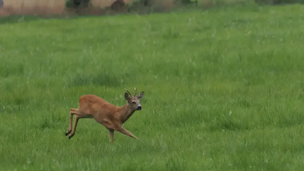 Guide pratique pour annonceurs au Niger: comment identifier, contacter et collaborer avec créateurs Roposo basés au Qatar pour élargir votre réseau d'influence.