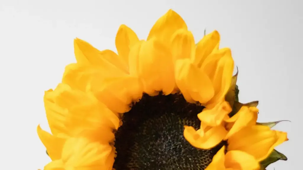 Guide pratique pour créateurs au Niger: comment contacter des marques bulgares sur Clubhouse et co-créer des bundles produits exclusifs.