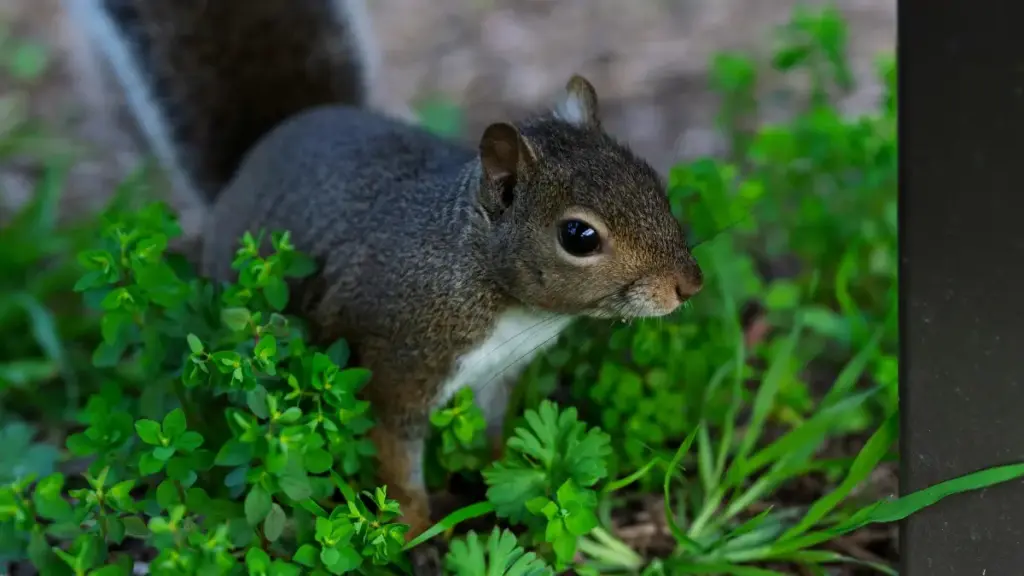 Guide pratique pour créateurs au Niger: comment contacter les marques laotiennes via WeChat et décrocher des vlogs sponsorisés.