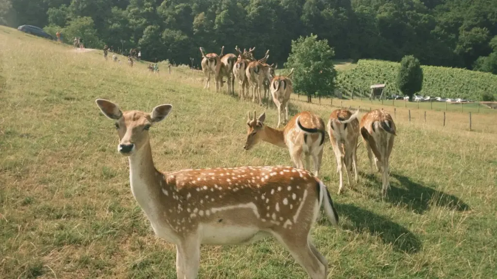 "Guide pratique pour créateurs au Niger : comment contacter marques paraguayennes sur Etsy pour tester et reviewer plateformes d'apprentissage."