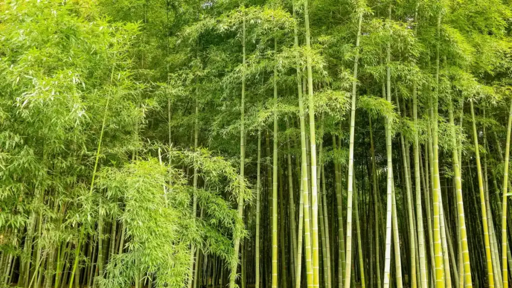 Guide pratique pour créateurs au Niger : comment approcher des marques des ÉAU via Line et entrer dans leurs beta privées, avec tactiques locales et exemples concrets.