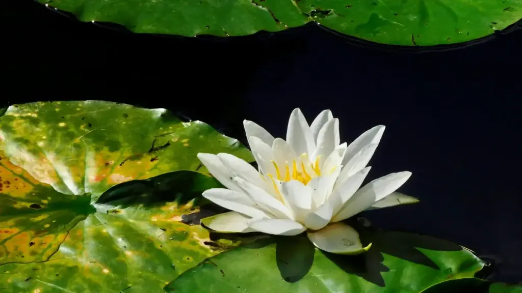 "Guide pratique pour annonceurs au Niger qui veulent comprendre le style des influenceurs ciblant Spotify Canada: insights, risques, formats et tactiques testées en 2025."