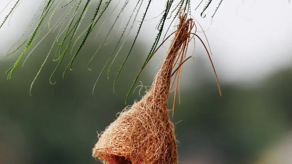 Découvre comment les annonceurs au Niger peuvent connecter avec les créateurs TikTok suédois pour dynamiser leur présence sociale.